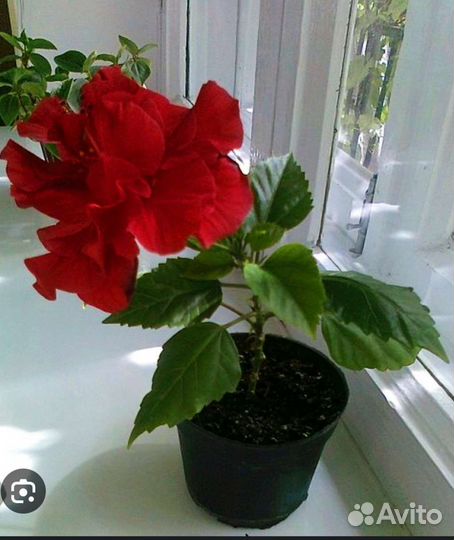 Гибискус махровый