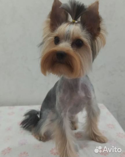 Груминг, стрижка собак