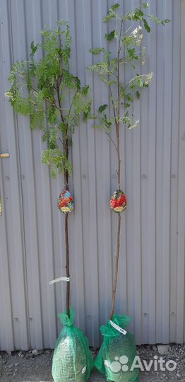 Саженцы Рябина сортовая Алая Крупная и Невежинская