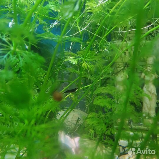 Аквариумные рыбки и растения