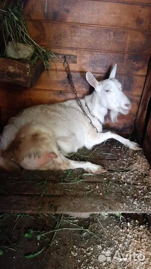 Козел альпийский