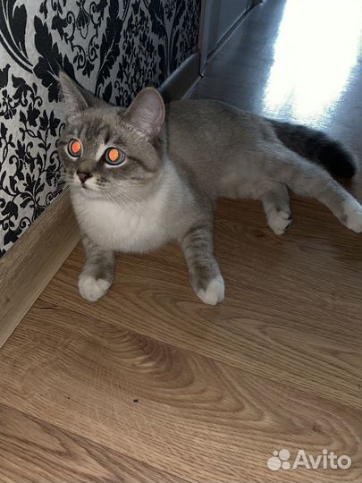 Кошка