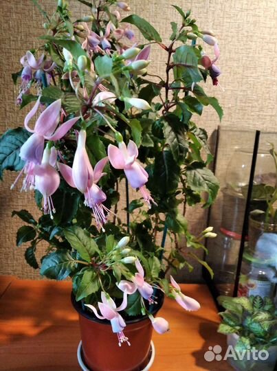 Фуксии, красивоцветущ. комнатные растения