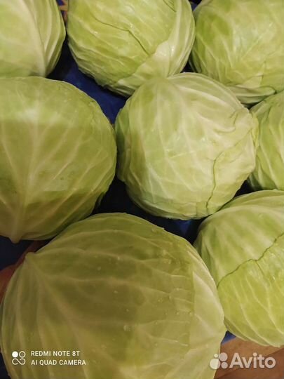Продам домашнюю капусту, сорта Ринда