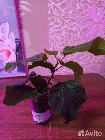 Сортовой гибискус,Креол Леди