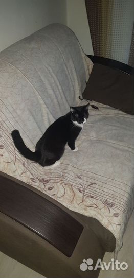 Кошка кличка Мара