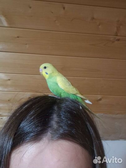 Волнистый попугай ручной