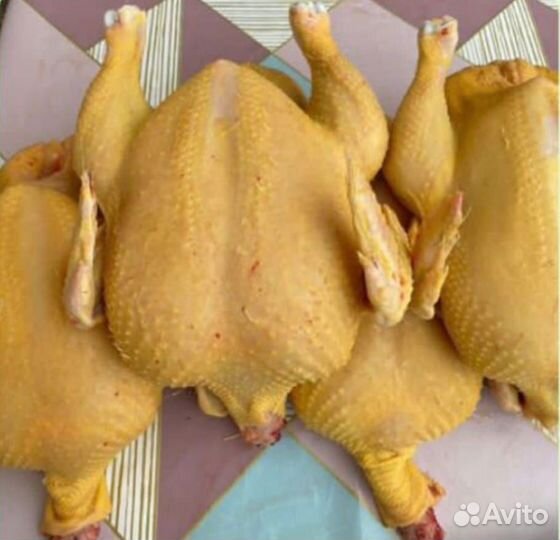 Фермерская курица натуральная из Осетии - 2,5 кг