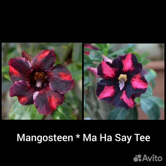 Адениум обесум