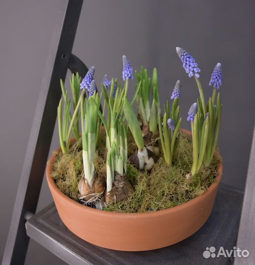 Растения в горшках