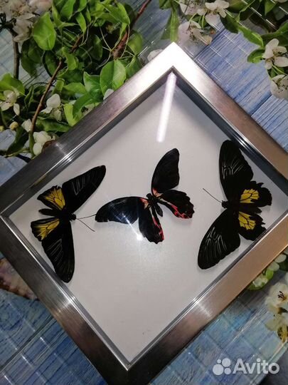 Засушенные бабочки в рамках