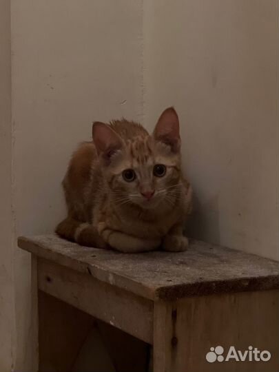 Котенок очень красивый даром