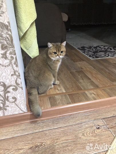 Ищем кошку для вязки