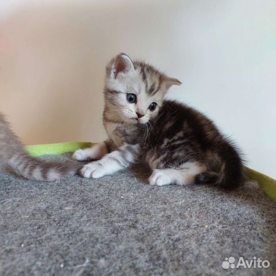Шотландские котята