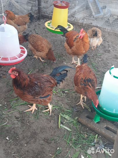 Молодые петухи