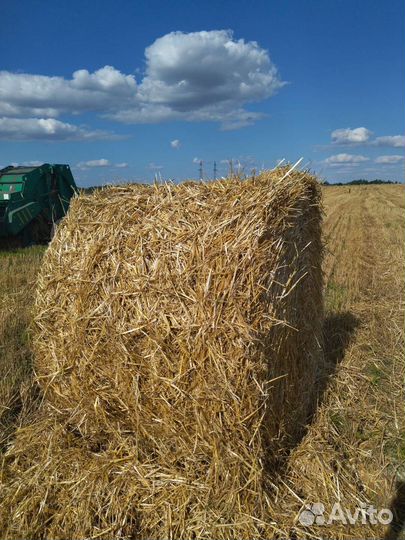 Солома пшеничная в тюках