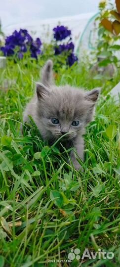 Котята в добрые руки бесплатно