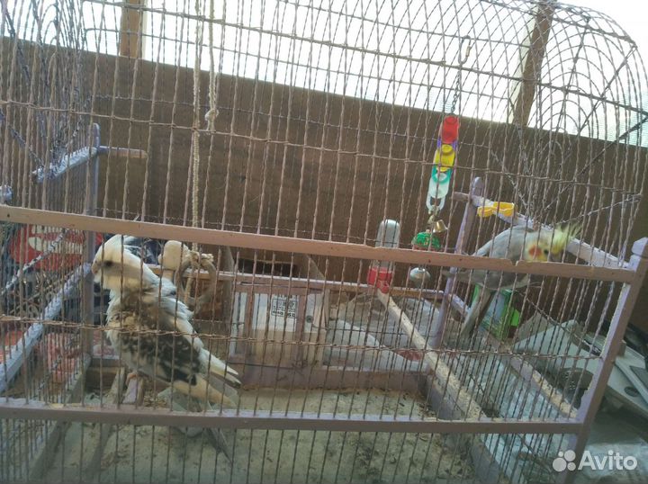 Волнистые попугаи, канарейки, кареллы