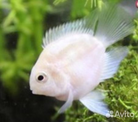 Рыбка попугай