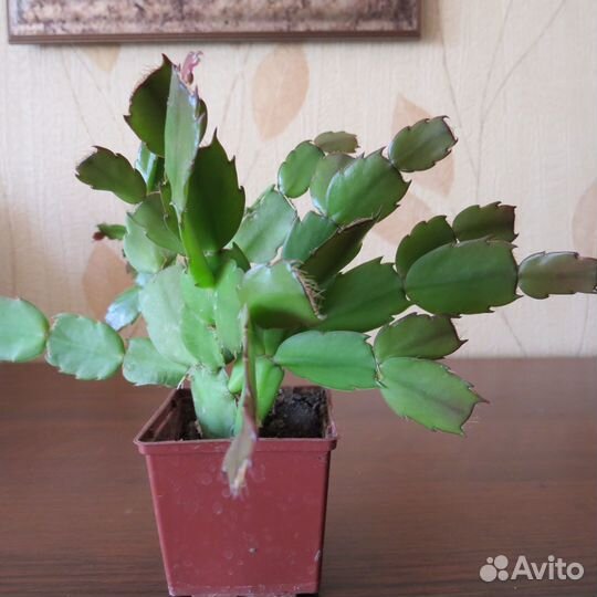 Комнатные цветы-цветущие декабристы красного цвета