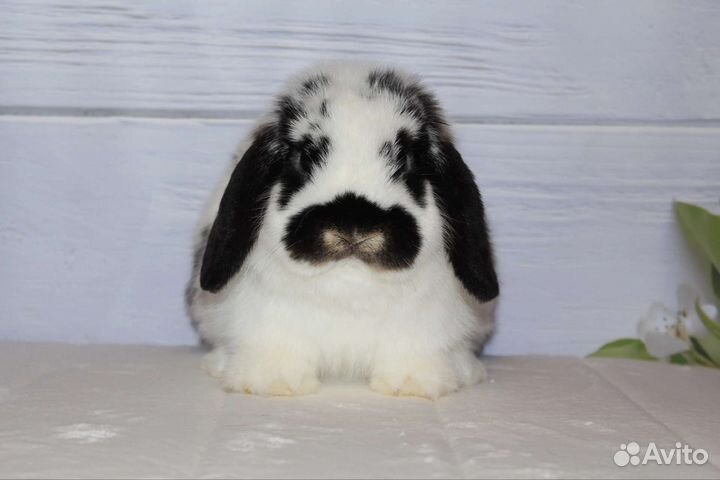 Расписной мальчишка Минилоп