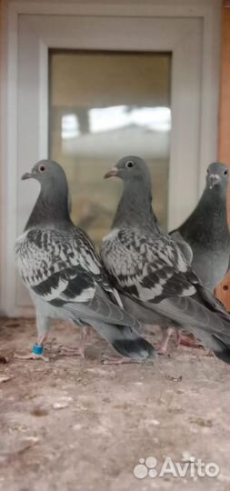 Спортивные голуби