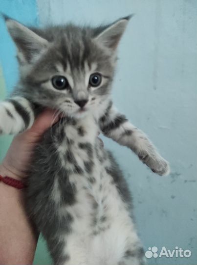 Котята в добрые руки даром бесплатно