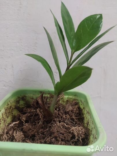 Замиокулькас