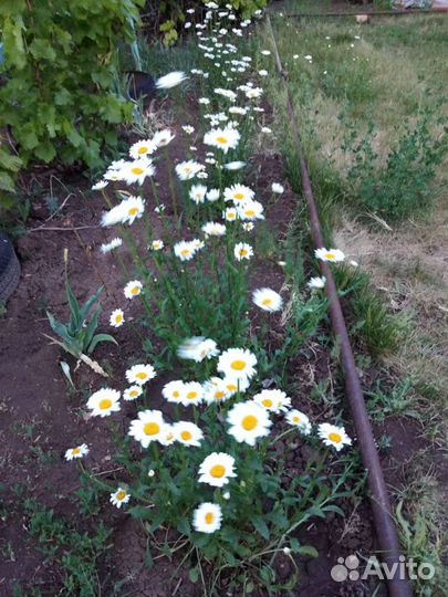 Ирисы, ромашки (куст с корнем)