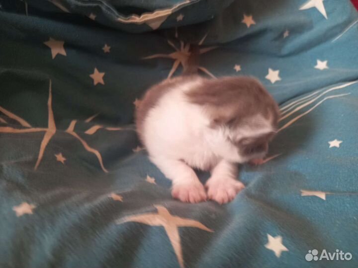 Котята