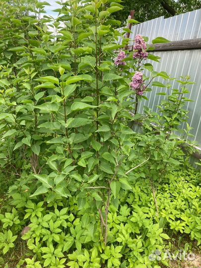 Сирень махровая