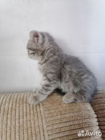 Шотландская вислоухая кошка