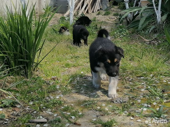 Отдам щенков в добрые руки бесплатно