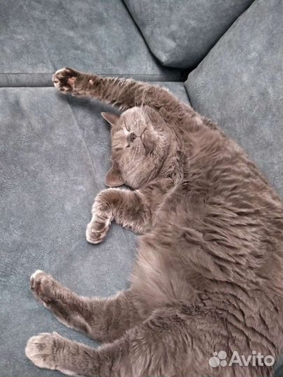 Передержка