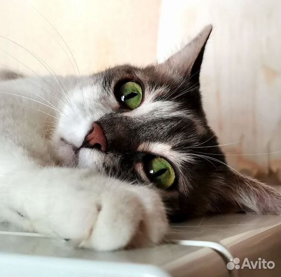 Кошка Маруся в добрые руки