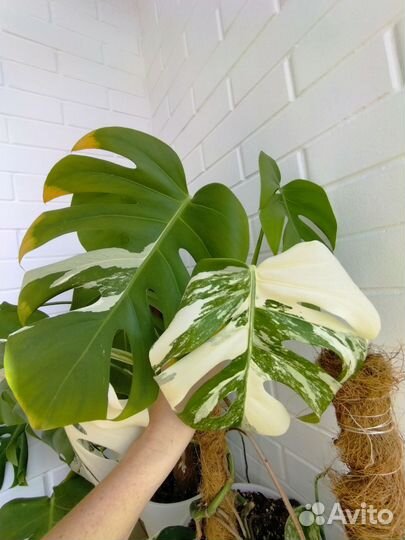 Монстера Альба верхушка