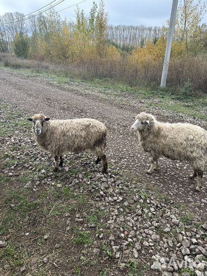 Овечки беременные