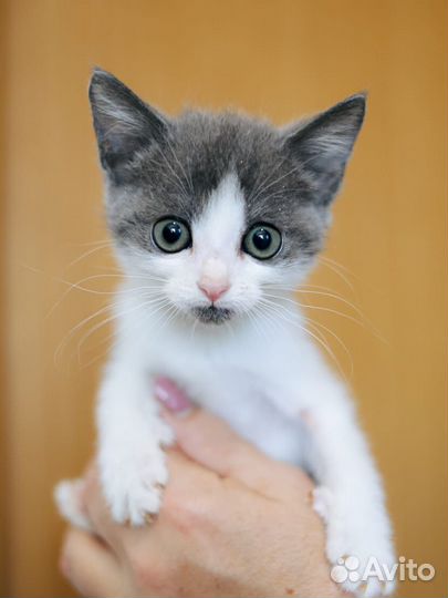 Котята из приюта ищут дом