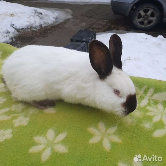 Кролики великаны