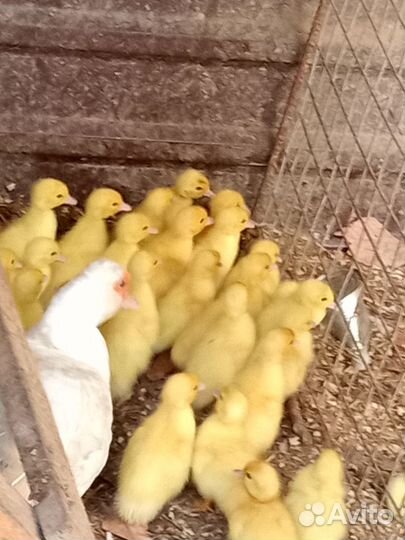 Индоутята,цыплята шелки,куры