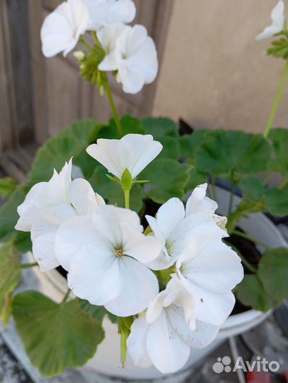 Пеларгония