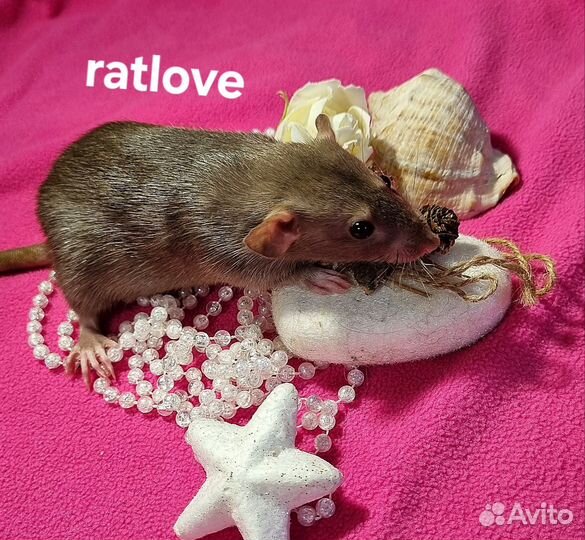 Крысята девочка бурмиз дамбо