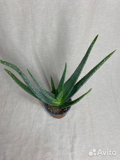 Алоэ растение