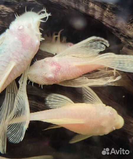 Сомики анциструсы