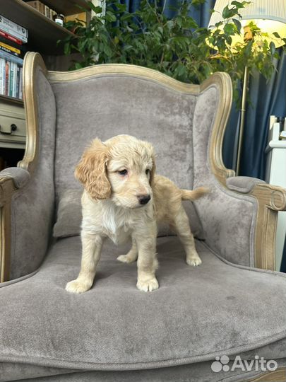 Щенок полуспаниель