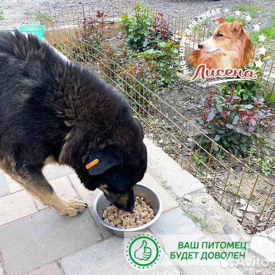 Корм для собак