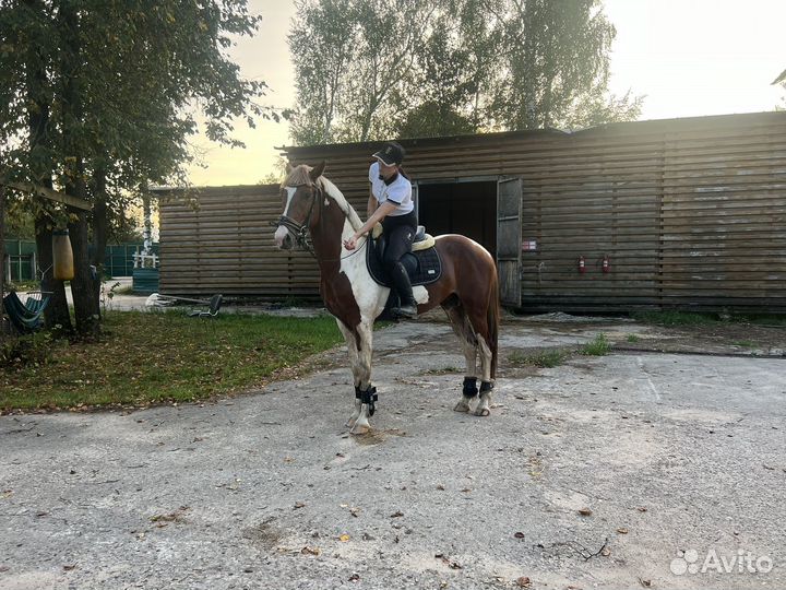 Продам жеребца