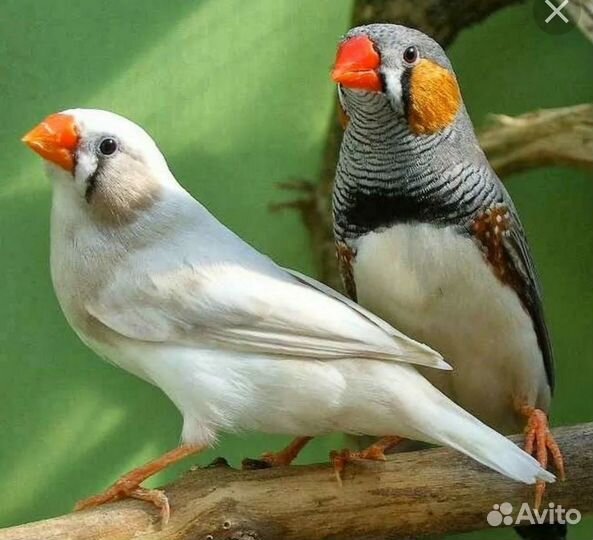 Попугай вместе с клеткой