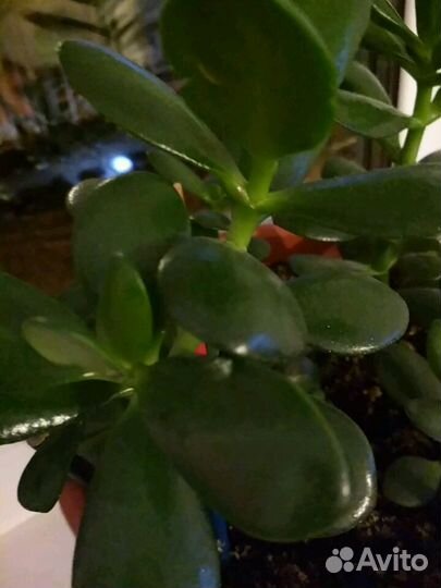 Денежное дерево