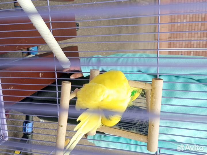 Риана 2года с половиной